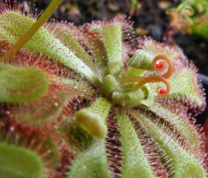 Alisos saulašarė (Drosera aliciae L.) Alisos saulašarė (Drosera aliciae L.)