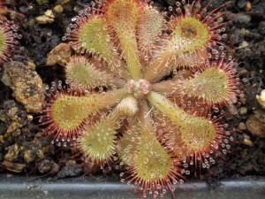 Drosera dielsiana Drosera dielsiana