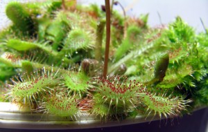 Drosera spatulata Drosera spatulata