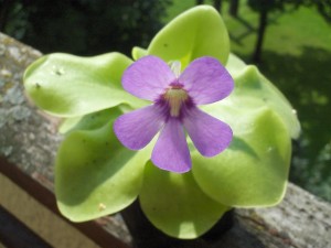 Pinguicula moranensis Pinguicula moranensis