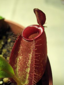 Nepenthes ampularia Nepenthes ampularia