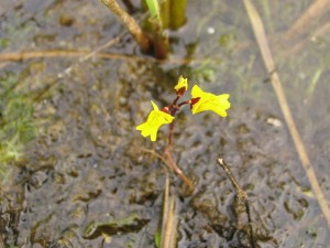 Paprastasis skendenis (Utricularia vulgaris L.) Paprastasis skendenis (Utricularia vulgaris L.)