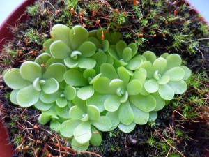 Tuklė (Pinguicula sp.) Tuklė (Pinguicula sp.)