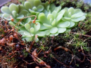 Tuklė (Pinguicula sp.) Tuklė (Pinguicula sp.)